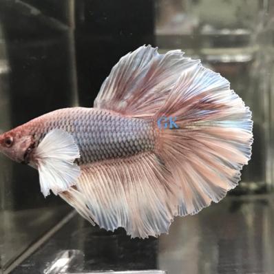 Петушок сиамский Дамбо  - слоновье ухо (Betta splendens)