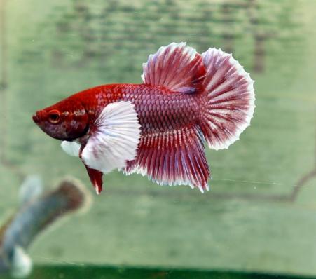 Петушок сиамский Дамбо  - слоновье ухо (Betta splendens)