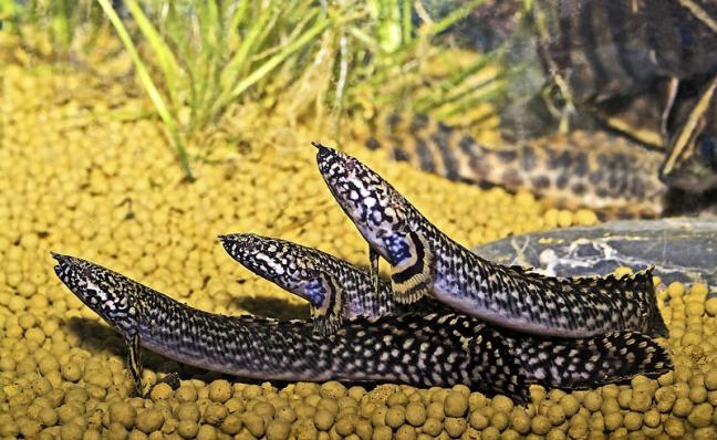 Полиптерус Орнатипинис или Многопер Конголезский (Polypterus ornatipinnis) живой дракон в подарок 13-14 см