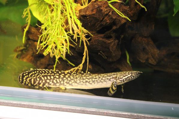 Полиптерус Орнатипинис или Многопер Конголезский (Polypterus ornatipinnis) живой дракон в подарок