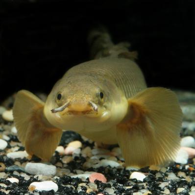 Полиптерус сенегальский  (Polypterus senegalus) живой дракон в подарок