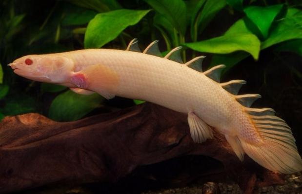 Полиптерус сенегальский (Polypterus senegalus) альбино с 6-8 см