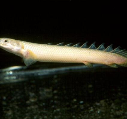 Полиптерус сенегальский (Polypterus senegalus) альбино с 6-8 см