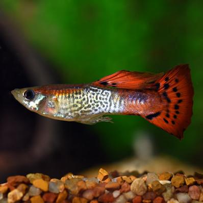 Гуппи  Красная Кобра самец (Dragon Tuxedo Guppy)