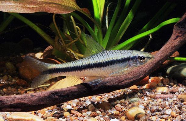 Сиамский водорослеед (Crossocheilus siamensis) 2,5 - 3,5 см