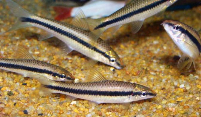Сиамский водорослеед (Crossocheilus siamensis)