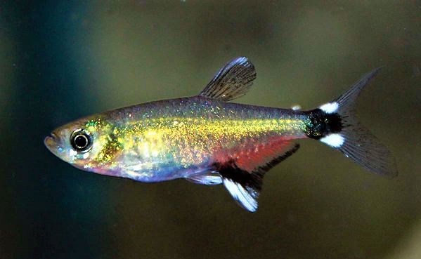 Афиохаракс Наттерера (Aphyocharax nattereri)