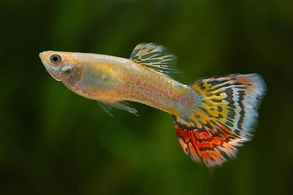 Гуппи Кобра ананас (Guppy pineapple cobra) самцы