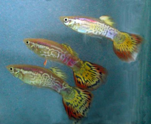 Гуппи Красный ананас (Poecilia reticulata) самцы 3,5-4 см