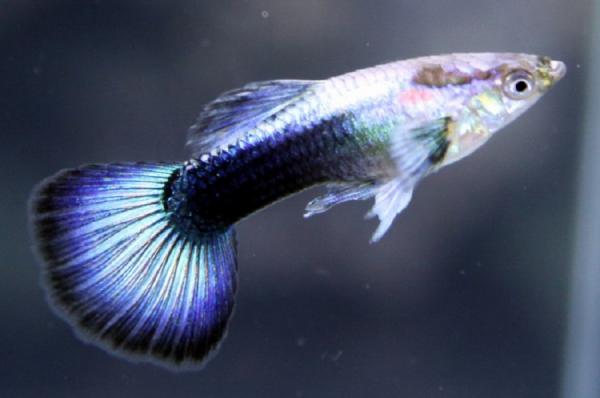 Гуппи Туркис голубой (Guppy blue turquoise)  самцы 3,5-4 см
