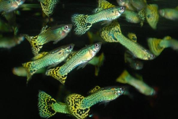 Гуппи Кобра зеленая (Guppy Cobra green) самец / Гуппи Кобра зеленая (Guppy Cobra green) самка