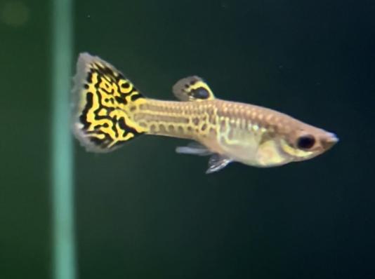 Гуппи Кобра зеленая (Guppy Cobra green) самец / Гуппи Кобра зеленая (Guppy Cobra green) самка