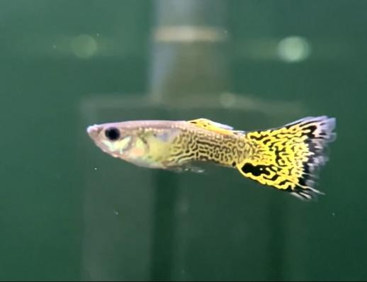 Гуппи Кобра зеленая (Guppy Cobra green) самец / Гуппи Кобра зеленая (Guppy Cobra green) самка