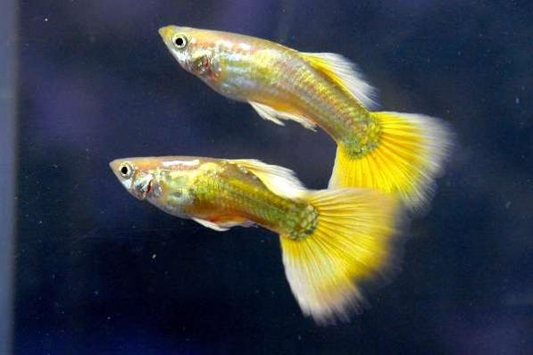 Гуппи Микариф Желтые (Yellow Mickarif Guppy) самцы 3,5-4 см