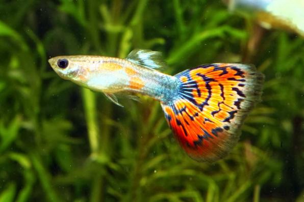 Гуппи Мозаика Красная (Red Mosaic Guppy) самцы 3,5-4 см