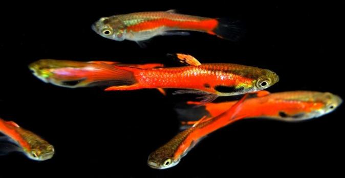 Гуппи Эндлера Красная Платина (Guppy Endler / Poecilia wingei) самцы 2 см