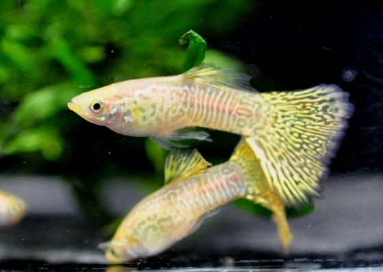 Гуппи Кобра желтая (Poecilia reticulata) самцы