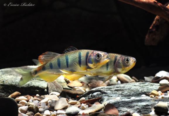 Опсариус барулис  (Opsarius barna)