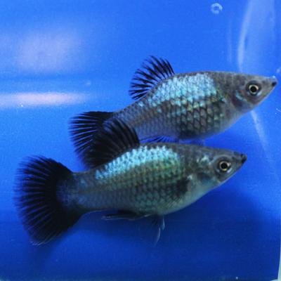 Пецилия Голубая Чернохвостая  (Xiphophorus maculatus)