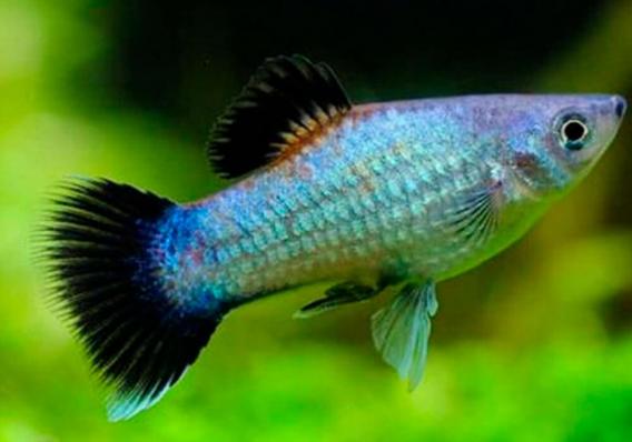 Пецилия Голубая Чернохвостая  (Xiphophorus maculatus)