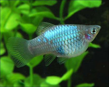 Пецилия голубая (Blue Platy Fish)