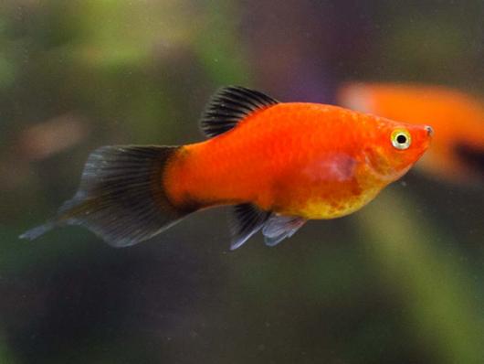 Пецилия редиска (Platy Pintail)