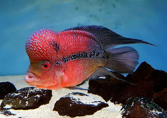Цихлазома Фловер Хорн красный дракон (Flower Horn Red Dragon) Не оферта. (Рыба согласуется по фото и видео менеджером, доставляется по предоплате)