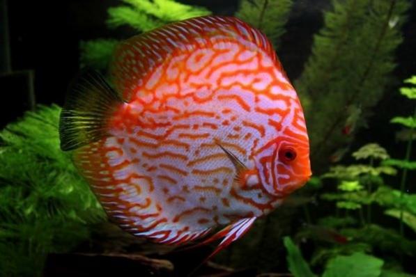 Дискус Пиджен (Pigeon blood Discus)