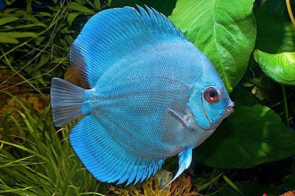 Дискус Голубой Алмаз (Blue Diamond Discus) Не оферта, наличие, размеры и актуальная цена подтверждаются 3 - 4 см