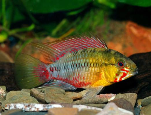 Цихлида Апистограмма Хонгсло (Apistogramma hongsloi)-предзаказ на ожидание поставки