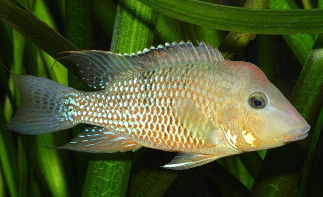 Цихлида Геофагус Штайндахнера (Geophagus steindachneri)