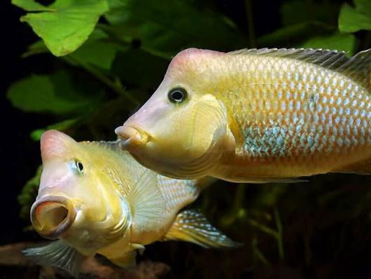 Цихлида Геофагус Штайндахнера (Geophagus steindachneri)