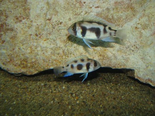 Цифотиляпия Фронтоза Черная Вдова Cyphotilapia Frontosa Black Widow - наличие и актуальные ценв подтверждаются