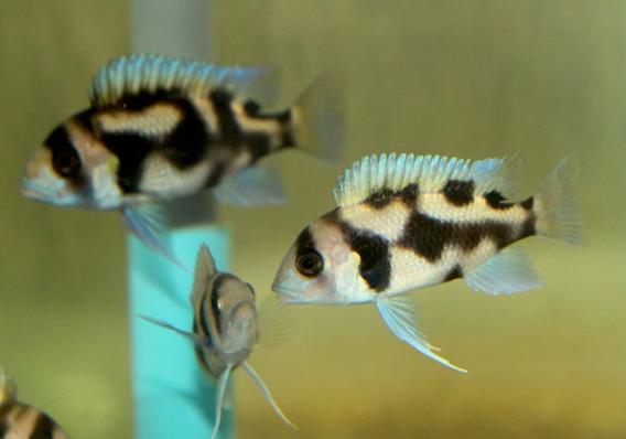 Цифотиляпия Фронтоза Черная Вдова Cyphotilapia Frontosa Black Widow - наличие и актуальные ценв подтверждаются