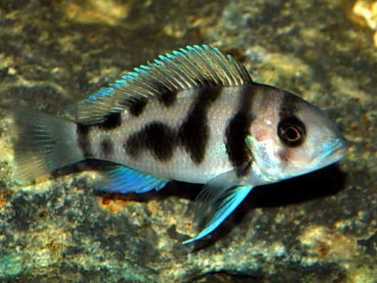Цифотиляпия Фронтоза Черная Вдова Cyphotilapia Frontosa Black Widow - наличие и актуальные ценв подтверждаются