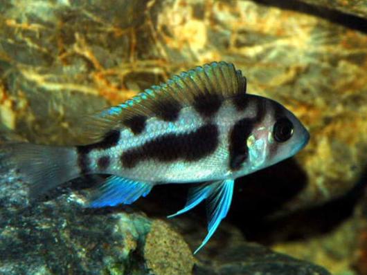 Цифотиляпия Фронтоза Черная Вдова Cyphotilapia Frontosa Black Widow - наличие и актуальные ценв подтверждаются