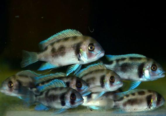 Цифотиляпия Фронтоза Черная Вдова Cyphotilapia Frontosa Black Widow - наличие и актуальные ценв подтверждаются