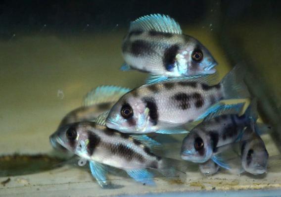 Цифотиляпия Фронтоза Черная Вдова Cyphotilapia Frontosa Black Widow - наличие и актуальные ценв подтверждаются