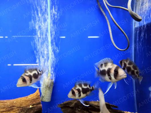 Цифотиляпия Фронтоза Черная Вдова Cyphotilapia Frontosa Black Widow - наличие и актуальные ценв подтверждаются