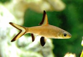 Барбус Акулий (Balantiocheilus Melanopterus) купить