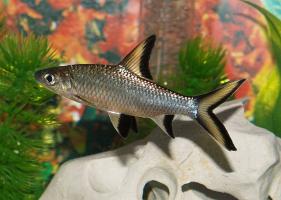 Акулий Барбус Бала (Balantiocheilus Melanopterus) недорого купить с доставкой в магазине Амигофиш