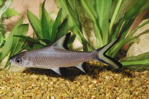 Акулий Барбус Бала (Balantiocheilus Melanopterus) недорого купить с доставкой в магазине Амигофиш
