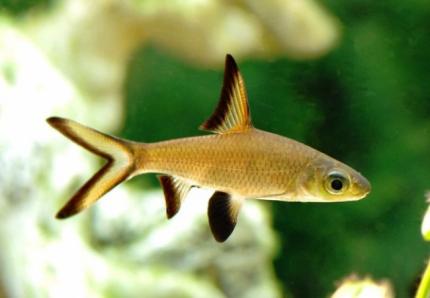 Барбус Акулий Балу (Balantiocheilos melanopterus) 4,5 - 5 см