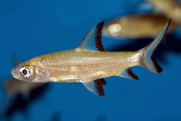 Барбус Акулий (Balantiocheilus Melanopterus) купить