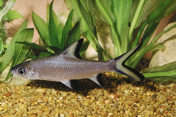 Барбус Акулий (Balantiocheilus Melanopterus) купить