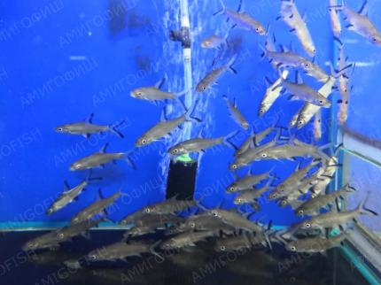 Барбус Акулий (Balantiocheilus Melanopterus) купить