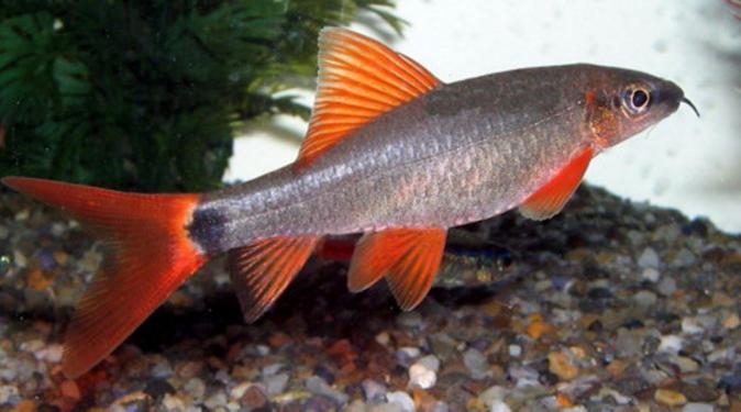 Лабео таиландский (френатус) (Labeo frenatus)