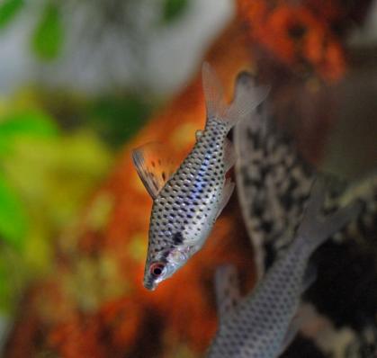 Хилодус Пунктатус (Chilodus punctatus), рыбка поплавок купить в магазине Амигофиш