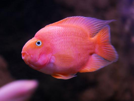 Цихлида попугай пурпурный/красный трехгибридный (Cichlid-Parrot Purple)  окрас вариативен - розоватый или оранжевый оттенок 4,5 - 6 см