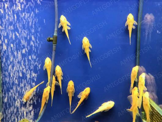 Плекостомус Альбинос (Hypostomus plecostomus) 5 см